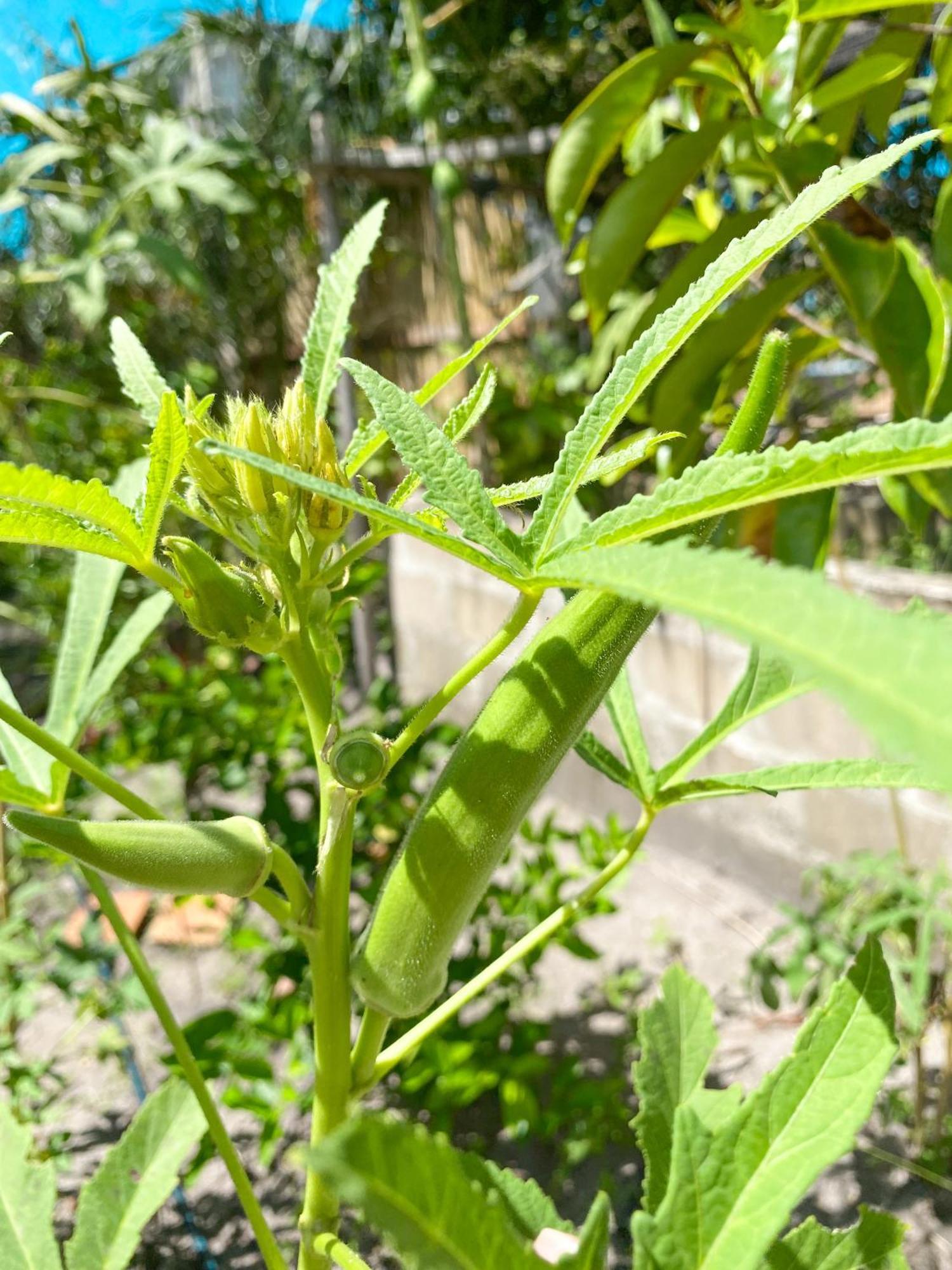 Aldeia קורומבאו מראה חיצוני תמונה